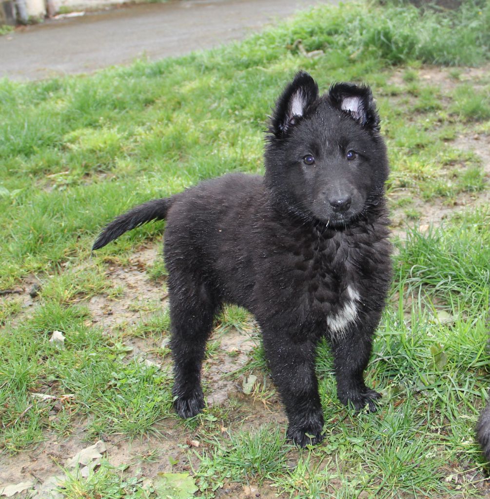 Asya Black - Berger Belge