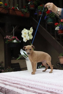 Les chiots de Petit Levrier Italien