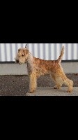 Étalon Lakeland Terrier - CH. zavetnaya mechta Marigold