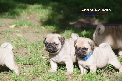 Les chiots de Carlin