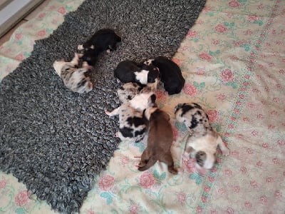 Les chiots de Berger Australien