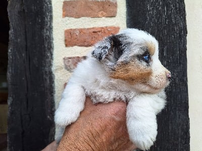 Les chiots de Berger Australien