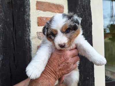 Les chiots de Berger Australien