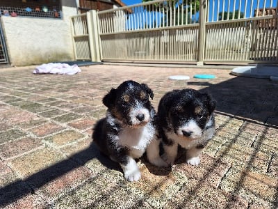 Les chiots de Berger Australien