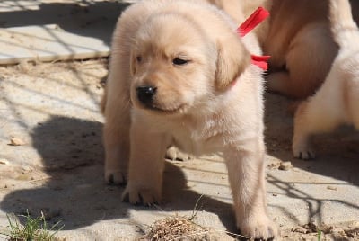Les chiots de Labrador Retriever