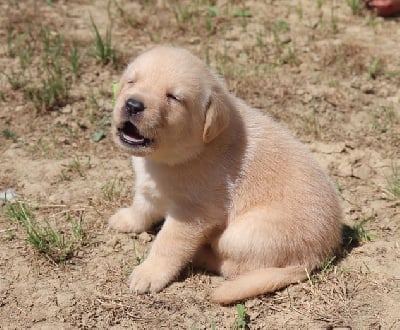 Les chiots de Labrador Retriever