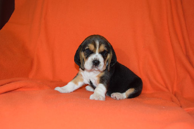 Mâle collier curaçao - Beagle