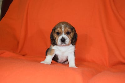 Femelle collier violet - Beagle