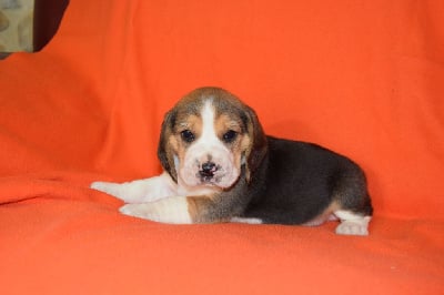 Mâle collier olive - Beagle