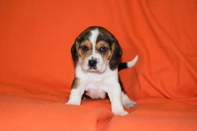Femelle collier orange - Beagle
