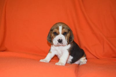 Femelle collier kaki - Beagle