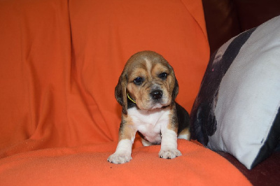 Femelle collier ambre - Beagle