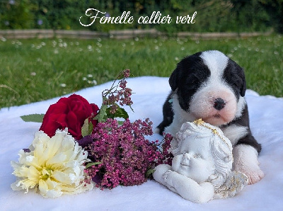 Les chiots de Bearded Collie