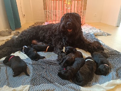 Les chiots de Bouvier des Flandres