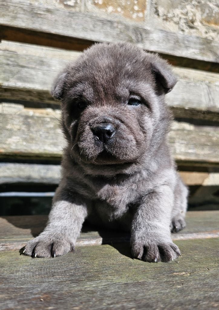 CHIOT - Chow Chow