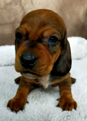 Les chiots de Teckel poil ras