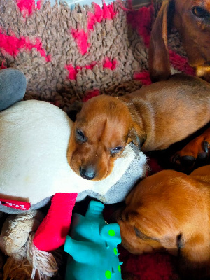 Les chiots de Teckel poil ras