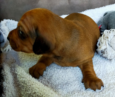 Les chiots de Teckel poil ras