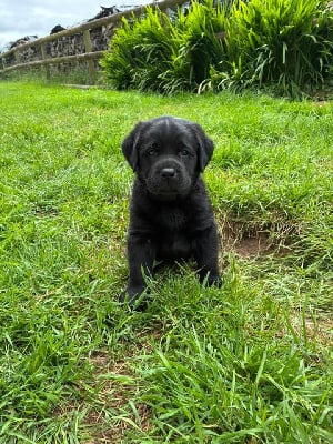 Les chiots de Labrador Retriever