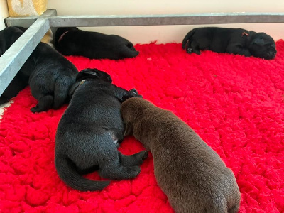 Les chiots de Labrador Retriever