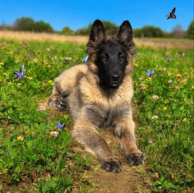 Les chiots de Berger Belge