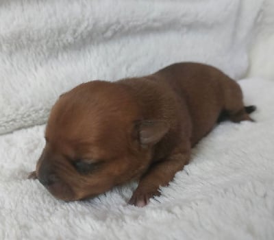 Les chiots de Staffordshire Bull Terrier