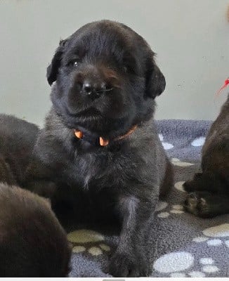 Leonberger