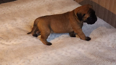 Les chiots de Bullmastiff