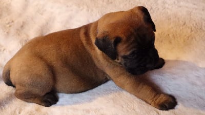 Les chiots de Bullmastiff