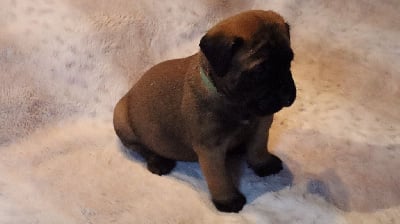 Les chiots de Bullmastiff