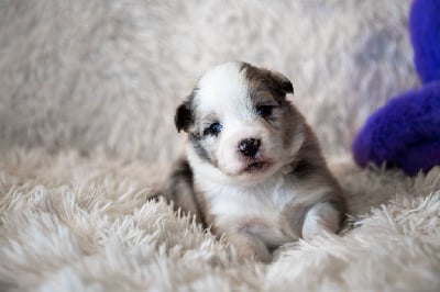 Les chiots de Berger Américain Miniature