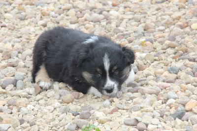 Les chiots de Berger Américain Miniature 