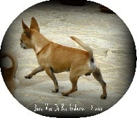 Étalon Chihuahua - Bono vox dit django di rio Galeria
