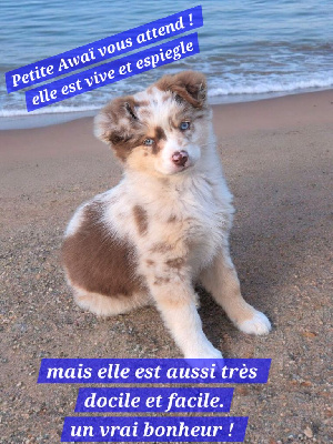 Les chiots de Berger Américain Miniature
