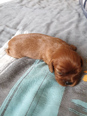 Les chiots de Cavalier King Charles Spaniel
