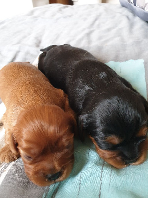 Les chiots de Cavalier King Charles Spaniel