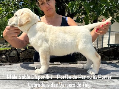 Les chiots de Labrador Retriever