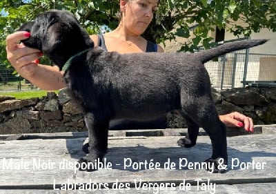 Les chiots de Labrador Retriever