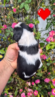 Les chiots de Cavalier King Charles Spaniel