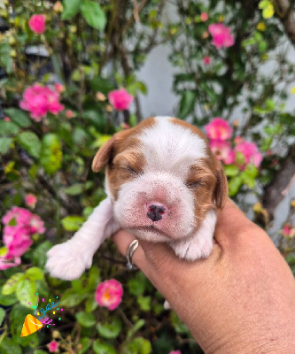Les chiots de Cavalier King Charles Spaniel