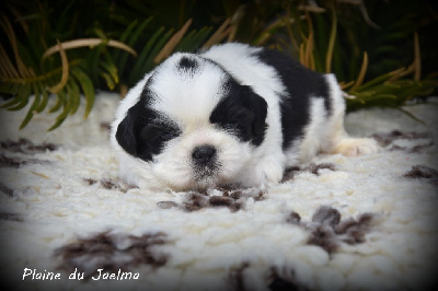 Les chiots de Shih Tzu