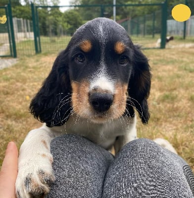 Les chiots de English Springer Spaniel