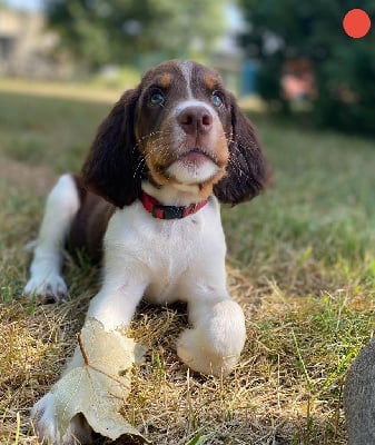 Les chiots de English Springer Spaniel