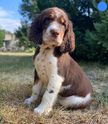 Les chiots de English Springer Spaniel