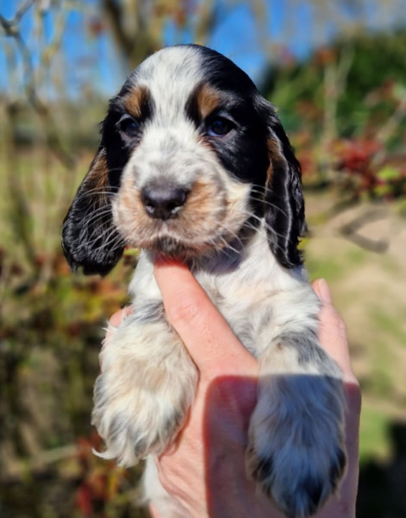 CHIOT 7 - Cocker Spaniel Anglais