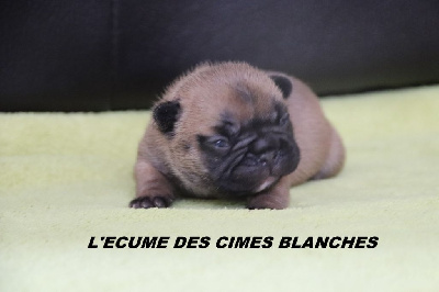 Les chiots de Bouledogue français