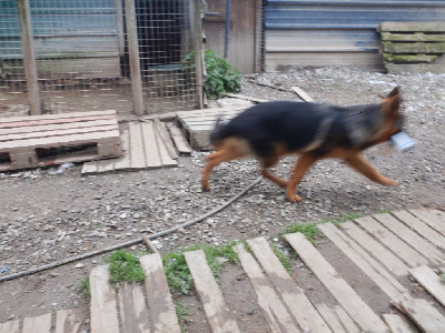 Les chiots de Berger Allemand