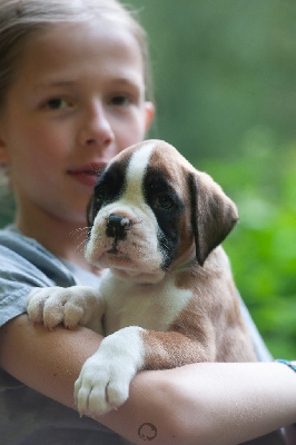 Les chiots de Boxer