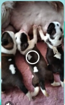 Les chiots de Chien du Saint-Bernard
