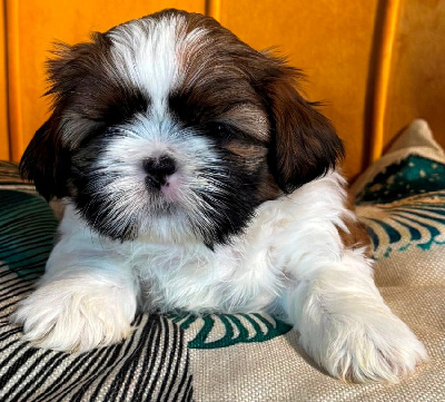 Les chiots de Shih Tzu